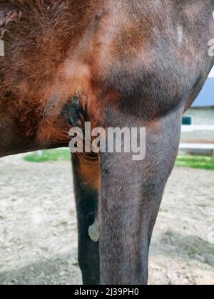Beautiful brown horse and its wounded girth area. Vertical outdoor shot. High quality photo Stock Photo