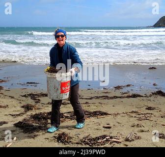 ON a New Zealand beach,  happy woman collects a big bucket of seaweed for the garden Stock Photo