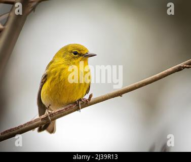 A pine warbler perched on a tree limb. Stock Photo
