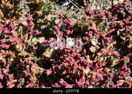 Salzpflanze Mesembryanthemum nodiflorum, Fuerteventura, Spanien, Morro Jable Stock Photo