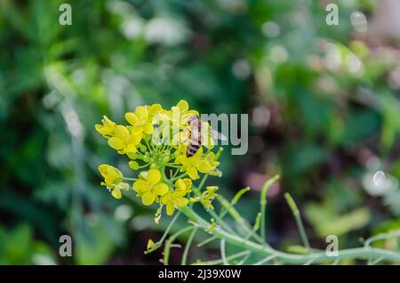 Bee On Pak Choi Blossom Stock Photo
