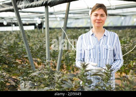 Female farmer engaged in industrial cultivation on hemp in greenhouse Stock Photo