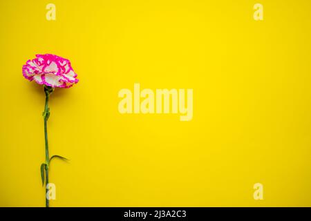 beautiful carnation flower isolated on yellow background. Stock Photo