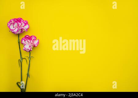 two beautiful pink red carnation flower isolated on yellow background. Stock Photo