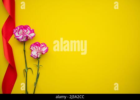 two beautiful pink red carnation flower isolated on yellow background with red ribbon. Stock Photo