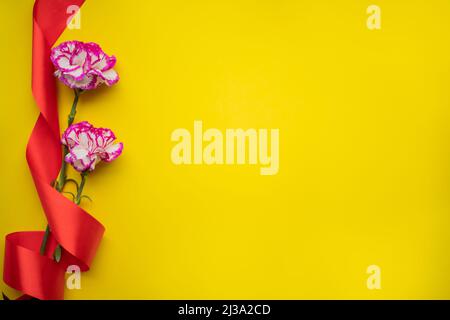two beautiful pink red carnation flower isolated on yellow background with red ribbon. Stock Photo