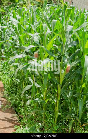 Corn Crop Stock Photo