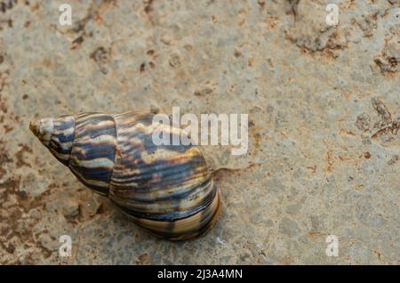 Spiral Snail Shell On Asphalt Pavement Stock Photo