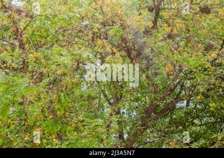 Blooming Tamarind Tree Stock Photo