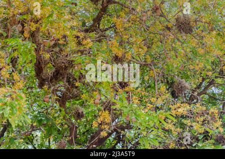 Fruits, Foliage, Blossom And Old Man Bear On Tamarind Tree Stock Photo