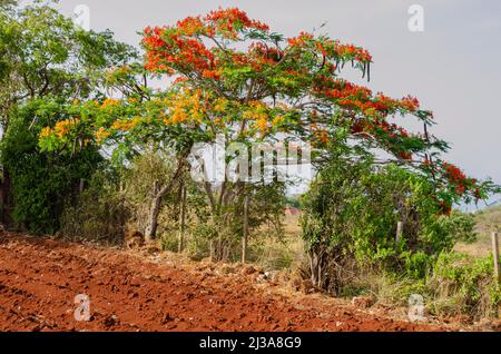 Blooming Royal Poinciana Tree Stock Photo
