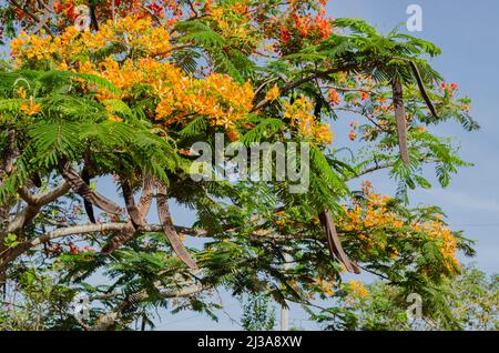 Poinciana Branches With Flowers, And Seed Pods Stock Photo
