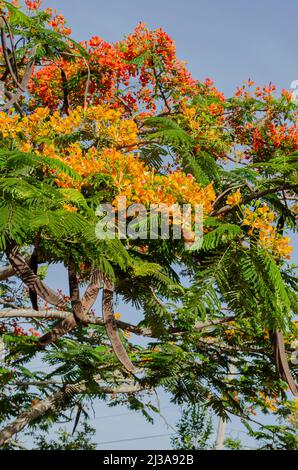 Royal Poinciana Tree Fruiting And In Bloom Stock Photo