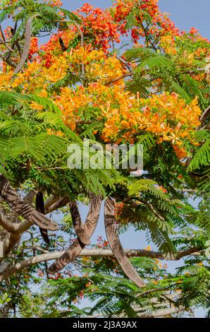 Poinciana Flowers And Fruit Pods Stock Photo
