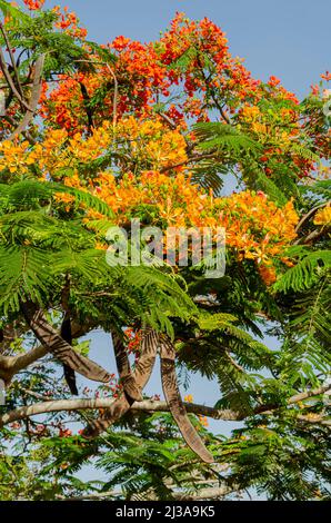 Royal Poinciana Tree Fruiting And In Bloom Stock Photo