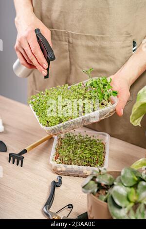 Woman watering and nurturing micro green. Woman hands holding box with microgreen. Small business indoor. Close-up of fresh healthy vegetarian food. M Stock Photo