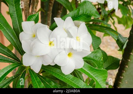 Flowers Of Plumeria Obtusa Frangipani Stock Photo