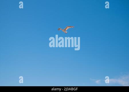 Seagull flying through vivid blue sky. Blue summer sky. No clouds. Stock Photo