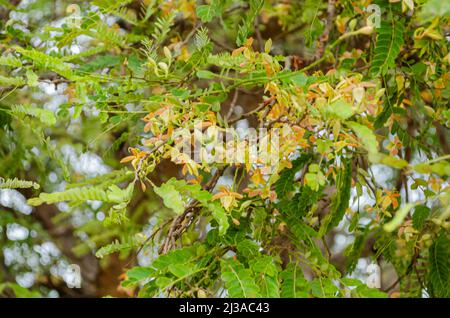 Blooming Tamarindus Indica Stock Photo