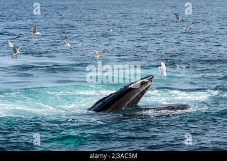 A humpback whale (Megaptera novaeangliae) feeding in the Atlantic Ocean off the coast of Cape Cod as seagalls fly by.  Credit:  Enrique Shore/Alamy St