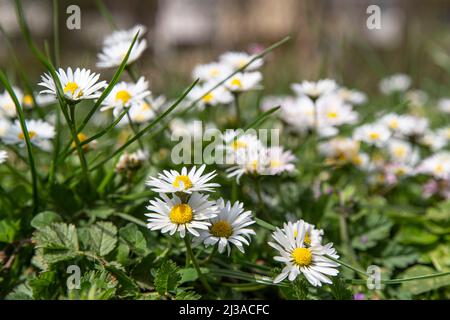 Background of white daisies in green grass Stock Photo