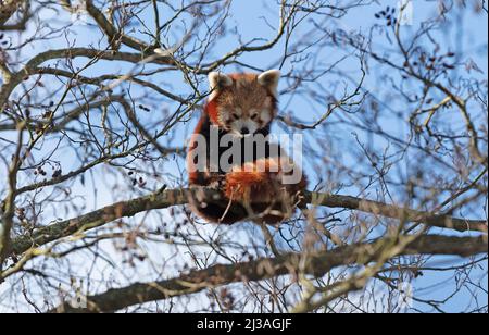 Red panda sitting high up in a tree, safe from everything Stock Photo