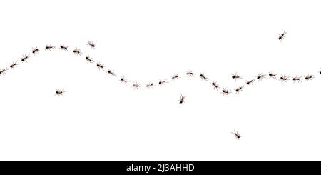 Brown worker ants trail line flat style design vector illustration isolated on white background. Top view of ants bug road trail marching in the line Stock Vector