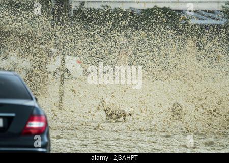 sea foam or spume flying through the air during a Winter storm making hazardous road and driving conditions at the coast Stock Photo