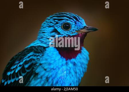 Spangled Cotinga, Cotinga Cayana, Detail Portrait of Exotic Rare