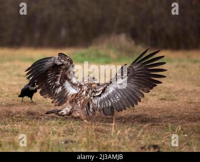 White-tailed eagle (Haliaeetus albicilla) landing, Poland Stock Photo