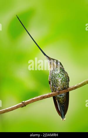 Sword-billed hummingbird, Ensifera ensifera, species of bird to have a bill longer than the rest of its body, bird with longest bill, nature forest ha Stock Photo