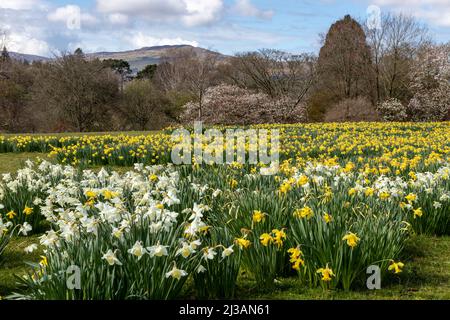 Carpet of daffodils in spring Stock Photo