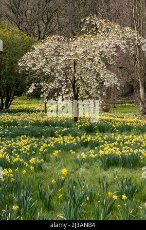 Carpet of daffodils in spring Stock Photo