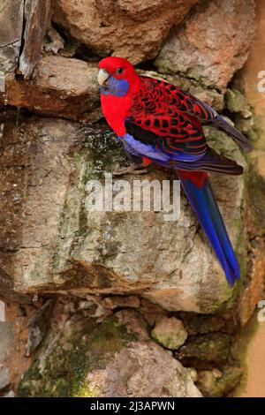 Crimson rosella, Platycercus elegans, colourful parrot sitting on the rock. Animal in the nature habitat, Australia. Parrot sitting on stone. Red parr Stock Photo