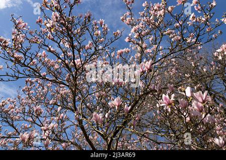 Pink Magnolia flowers blooming in spring Stock Photo