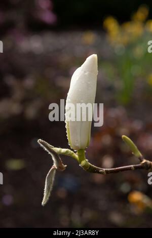 White Magnolia flowers blooming in spring Stock Photo