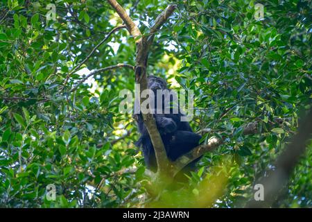 Mexican black guatemalan black howler (Alouatta Pigra), Tropical Jungle, Chiapas, Mexico Stock Photo