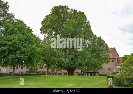 Natural monument, linden tree, castle courtyard, Creuzburg Castle ...