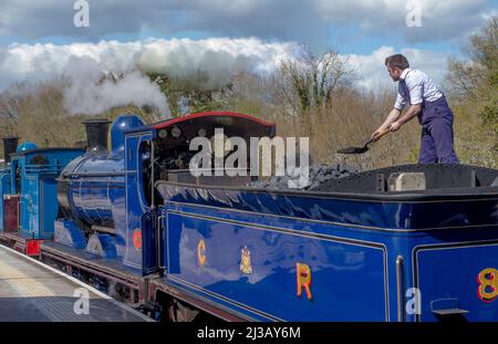 The fireman shovels coal forward on Caledonian Railway Class 812 0-6-0 No 828. At Eridge Station on the Spa Valley Railway. Stock Photo