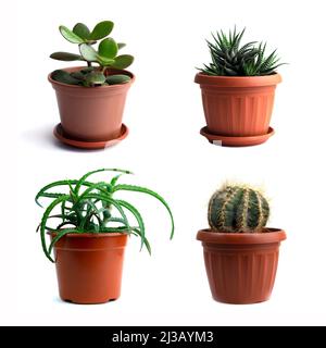 collection set of different houseplants in flowerpot isolated on a white background Stock Photo