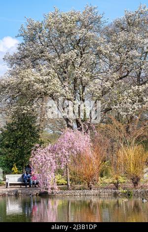 Pyrus Pashia and Prunus x yedoensis Shidare Yoshino. Wild Himalayan pear and a Weeping Yoshino Cherry tree at RHS Wisley Gardens in spring Stock Photo