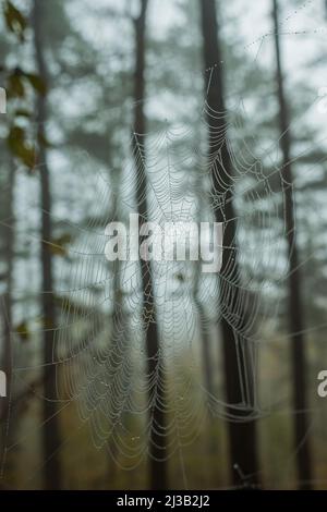 Spider web with dew drops on the background of blurred trunk of pine trees. Spider web in the morning foggy forest Stock Photo