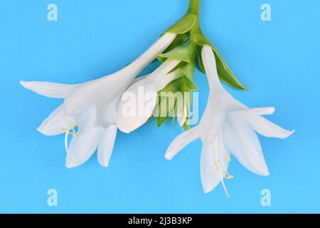 Hosta plantaginea (Plantain Lily) isolated on blue background. High resolution photo. Full depth of field. Stock Photo