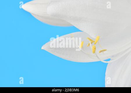 Hosta plantaginea (Plantain Lily) isolated on blue background. High resolution photo. Full depth of field. Stock Photo