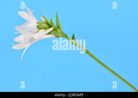 Hosta plantaginea (Plantain Lily) isolated on blue background. High resolution photo. Full depth of field. Stock Photo