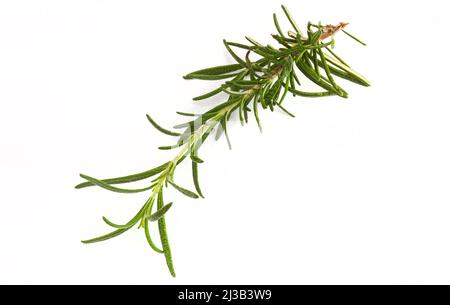 single fresh sprig of rosemary isolated on white with copy space Stock Photo