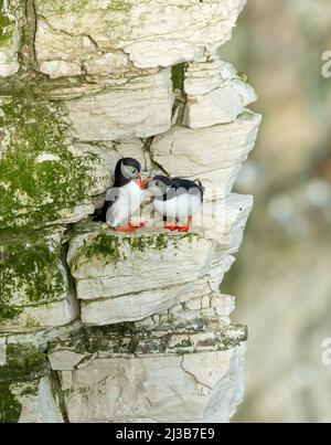 Puffins, Scientific name: Fratercula arctica.  A  pair of courting puffins rubbing their beaks together, perched on a ledge at Bempton Cliffs in East Stock Photo