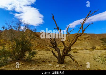 Winter view of desert landscape in the Shkhoret Canyon, with acacia tree, Massive Eilat Nature Reserve, southern Israel Stock Photo