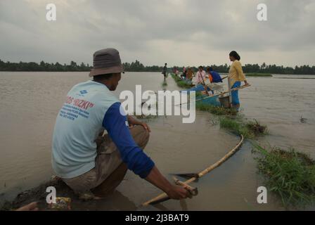 Farmers fishing with fish nets on a flooded rice field as an alternative source of food in Batujaya, Karawang, West Java, Indonesia. Stock Photo