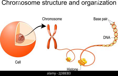 Chromosome structure and organization. From cell  nucleus with chromatin to Chromosome and DNA double helix with Histones and Base pairs. Vector Stock Vector